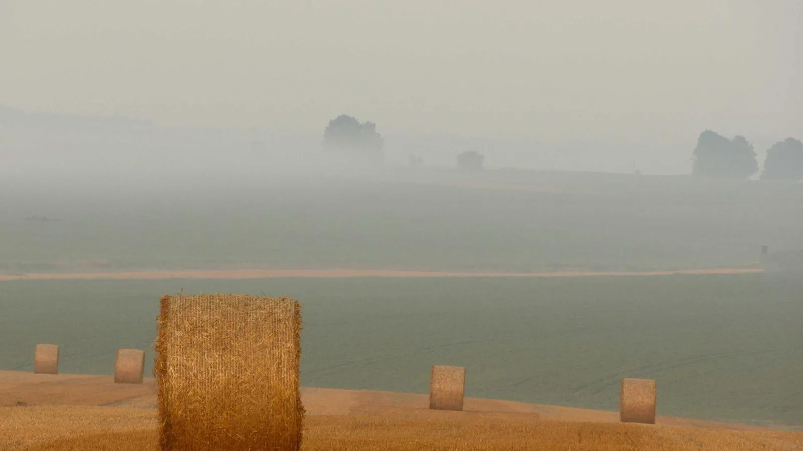 Tree-lined residential streets in Normal Heights, San Diego.