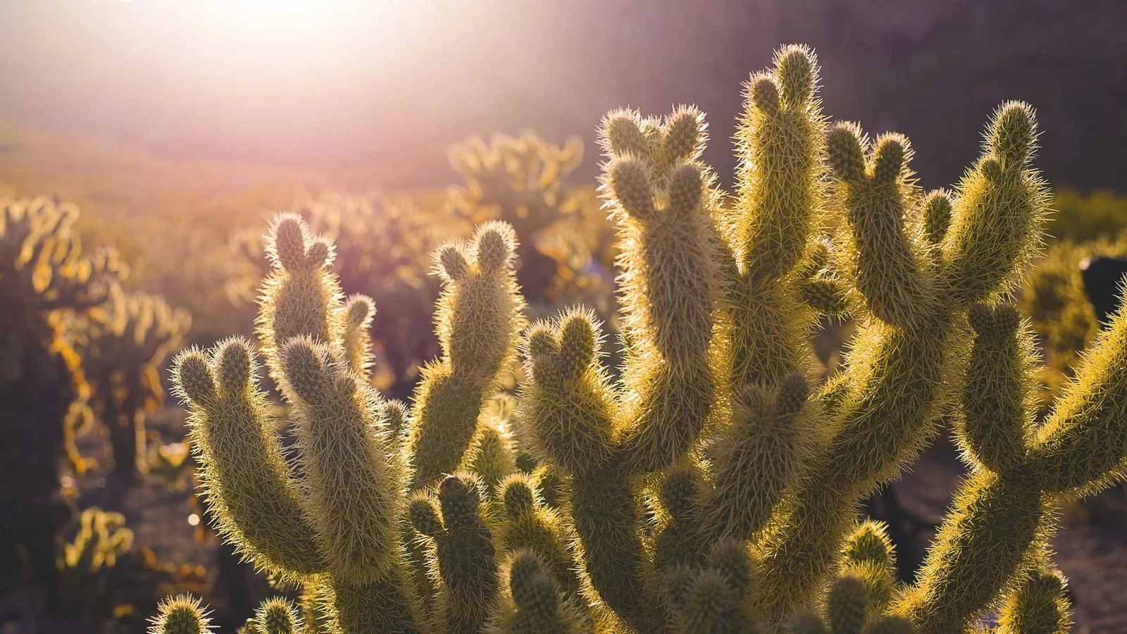 Master-planned residential community in Tierrasanta, San Diego.